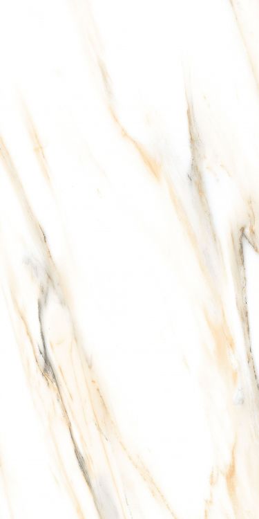 AGL Calacatta Gold Matte 24 x 48